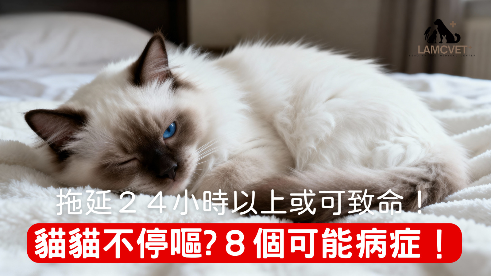 貓貓嘔吐的8個可能病症信息圖表